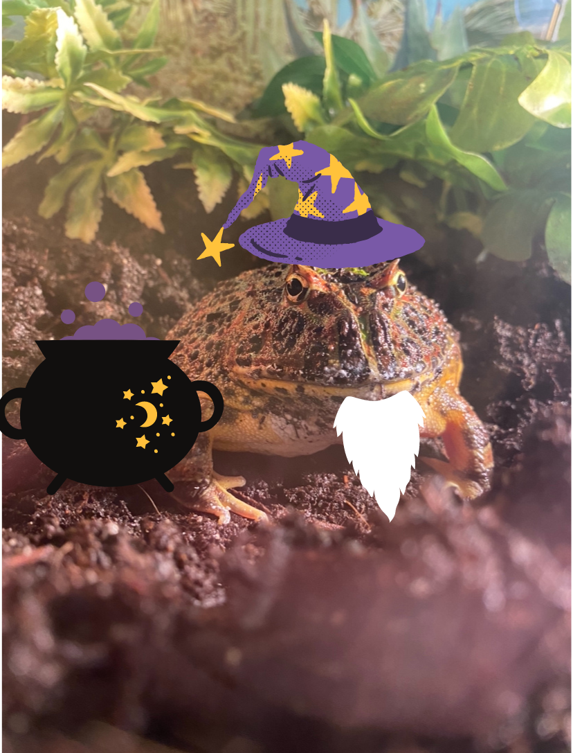 A photo of Meatloaf, a Pacman frog, is embellished with illustrations that portray him as a wizard, with a purple hat, a long gray beard, and a whimsical cauldron.